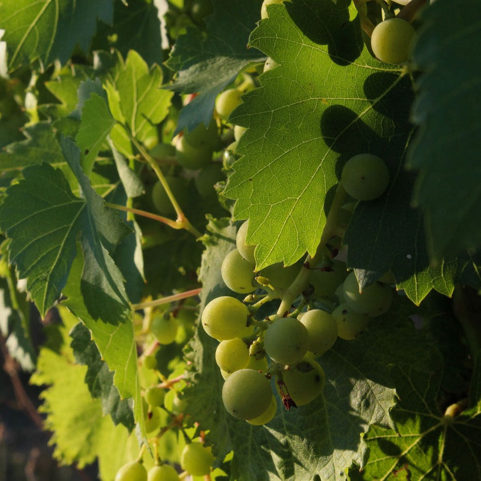 white chardonnay grapes
